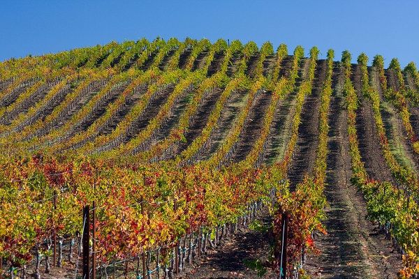 California-Sonoma wine country with rows of grapes during Autumn